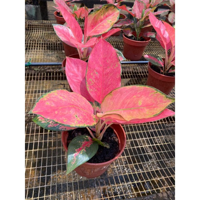 Aglaonema 'Red Master'