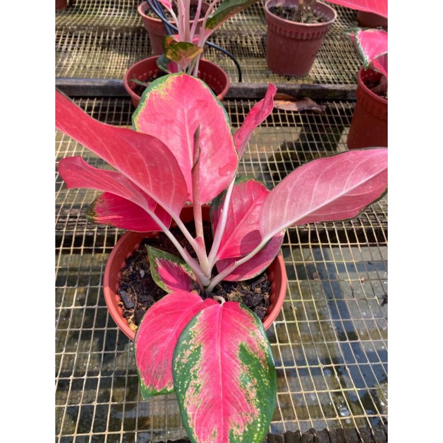 Aglaonema 'Red Master'