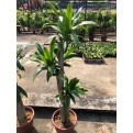Dracaena fragrans (Iron Tree) (1.5m to 1.6m height)