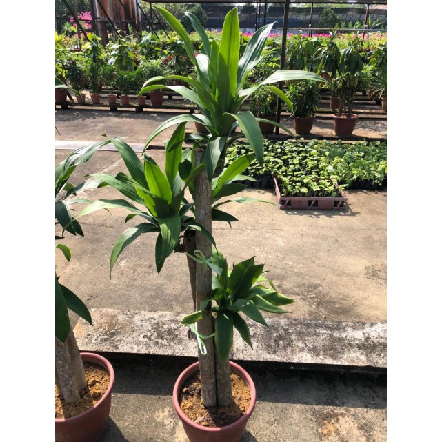 Dracaena fragrans (Iron Tree) (1.5m to 1.6m height)