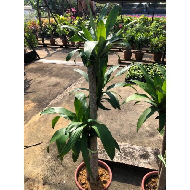 Dracaena fragrans (Iron Tree) (1.5m to 1.6m height)