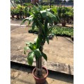 Dracaena fragrans (Iron Tree) (1.5m to 1.6m height)