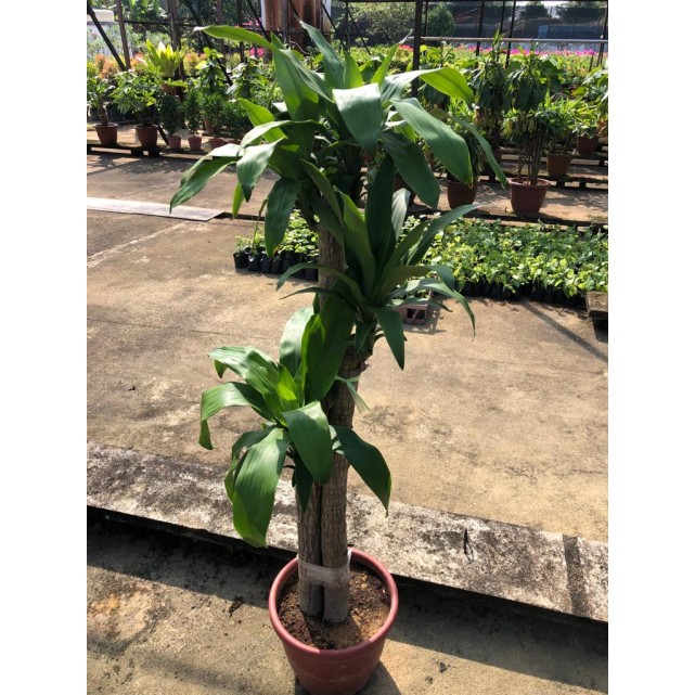 Dracaena fragrans (Iron Tree) (1.5m to 1.6m height)