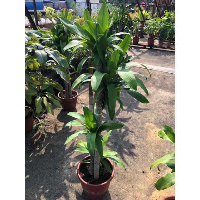 Dracaena fragrans (Iron Tree) (1.5m to 1.6m height)