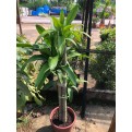 Dracaena fragrans (Iron Tree) (1.5m to 1.6m height)