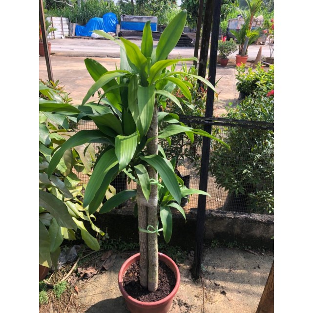 Dracaena fragrans (Iron Tree) (1.5m to 1.6m height)