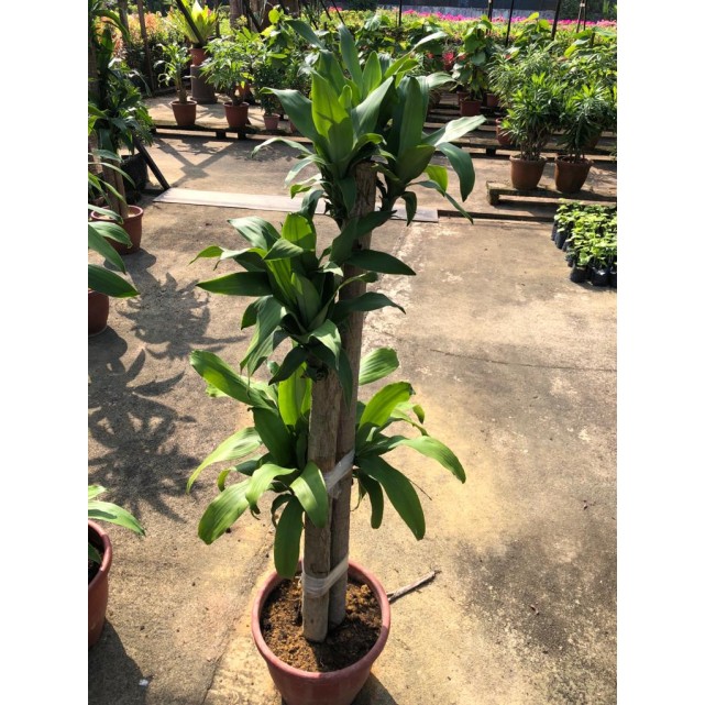 Dracaena fragrans (Iron Tree) (1.5m to 1.6m height)