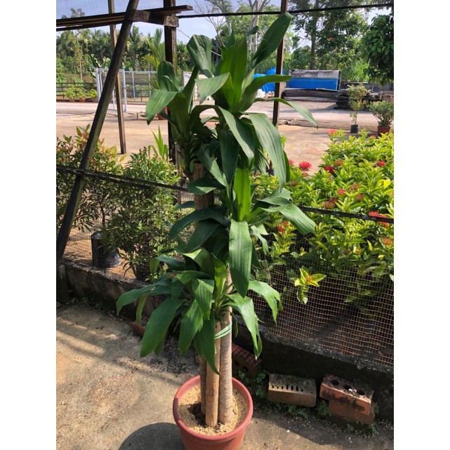 Dracaena fragrans (Iron Tree) (1.5m to 1.6m height)