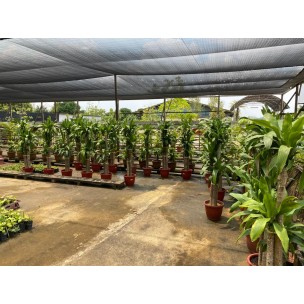 Dracaena fragrans (Iron Tree) (1.5m to 1.6m height)