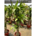 Dracaena fragrans (Iron Tree) (1.5m to 1.6m height)