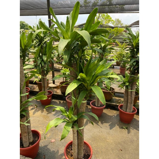 Dracaena fragrans (Iron Tree) (1.5m to 1.6m height)