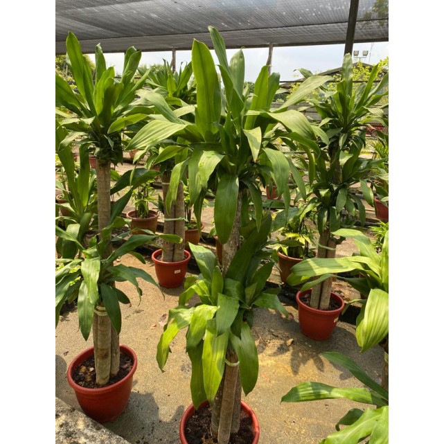 Dracaena fragrans (Iron Tree) (1.5m to 1.6m height)