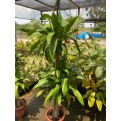 Dracaena fragrans (Iron Tree) (1.5m to 1.6m height)