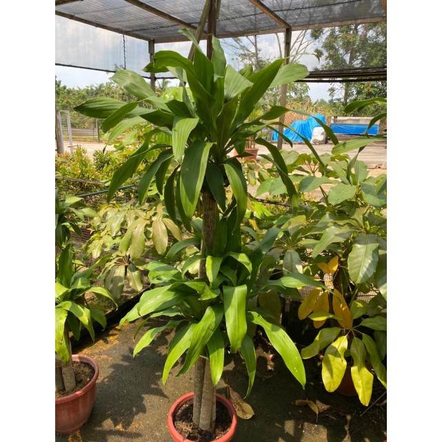 Dracaena fragrans (Iron Tree) (1.5m to 1.6m height)