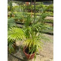 Dypsis lutescens (Yellow Cane Palm) (1.0m height)