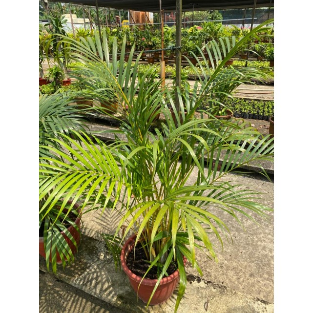 Dypsis lutescens (Yellow Cane Palm) (1.0m height)