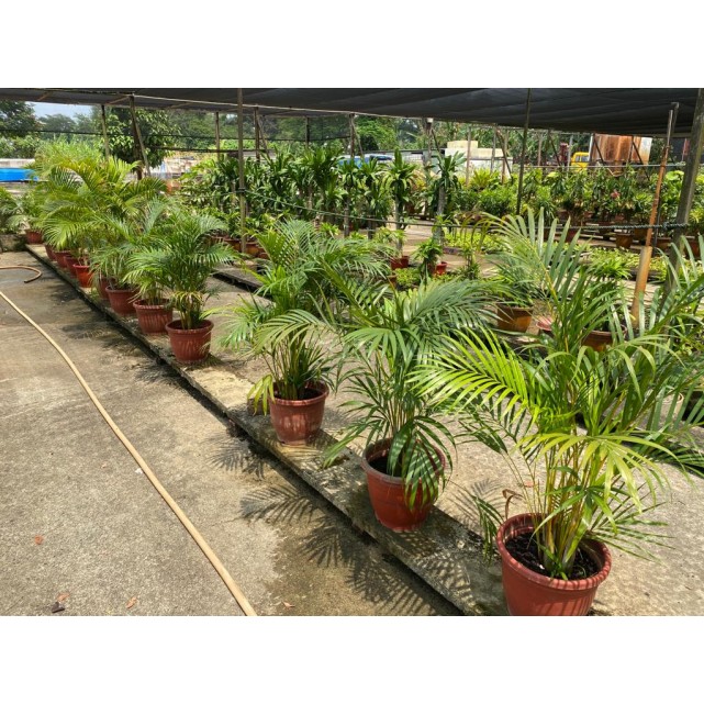 Dypsis lutescens (Yellow Cane Palm) (1.0m height)