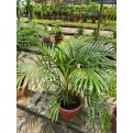 Dypsis lutescens (Yellow Cane Palm) (1.0m height)