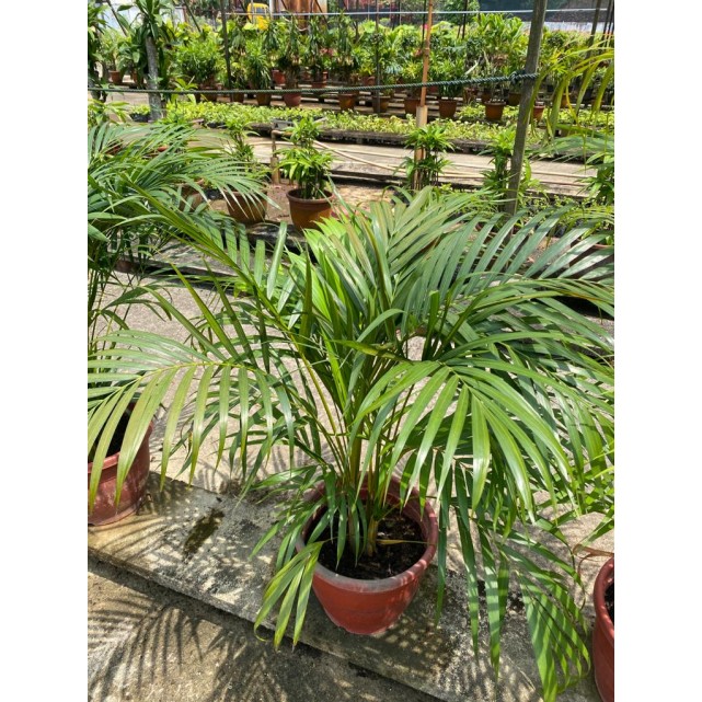 Dypsis lutescens (Yellow Cane Palm) (1.0m height)