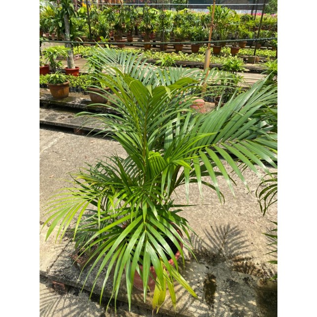 Dypsis lutescens (Yellow Cane Palm) (1.0m height)