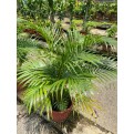 Dypsis lutescens (Yellow Cane Palm) (1.0m height)