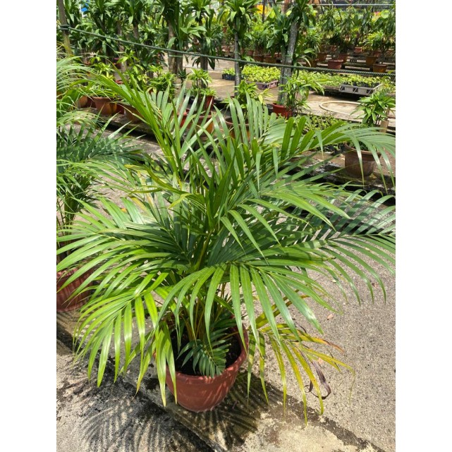 Dypsis lutescens (Yellow Cane Palm) (1.0m height)