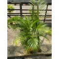 Dypsis lutescens (Yellow Cane Palm) (1.0m height)