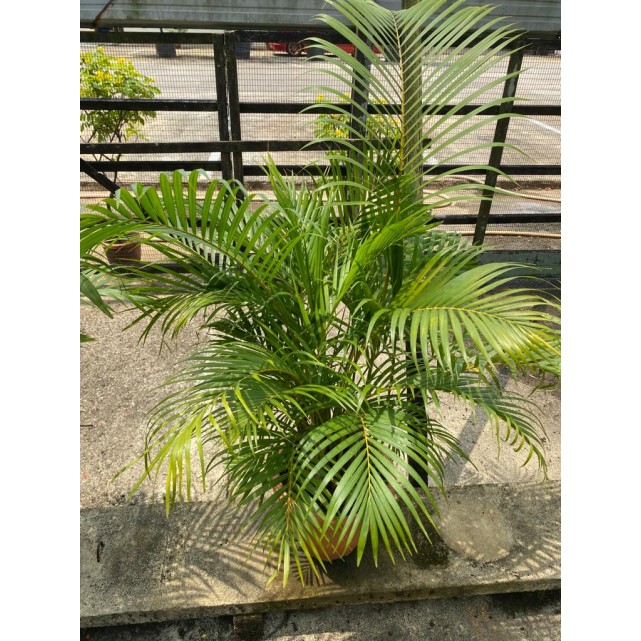 Dypsis lutescens (Yellow Cane Palm) (1.0m height)