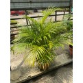 Dypsis lutescens (Yellow Cane Palm) (1.0m height)