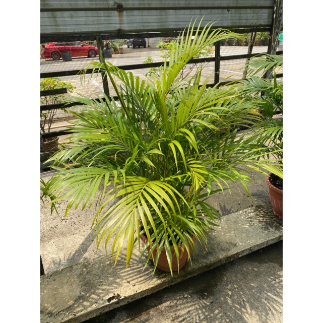 Dypsis lutescens (Yellow Cane Palm) (1.0m height)