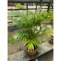 Dypsis lutescens (Yellow Cane Palm) (1.0m height)