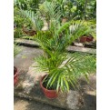 Dypsis lutescens (Yellow Cane Palm) (1.0m height)