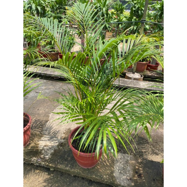Dypsis lutescens (Yellow Cane Palm) (1.0m height)