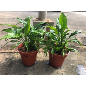 Spathiphyllum wallisii (Peace Lily)
