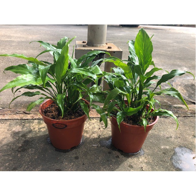 Spathiphyllum wallisii (Peace Lily)