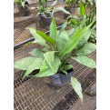 Spathiphyllum wallisii (Peace Lily)