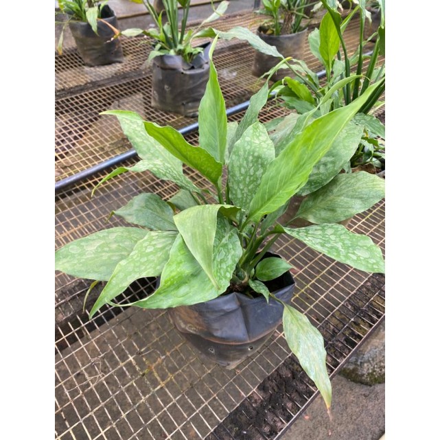 Spathiphyllum wallisii (Peace Lily)