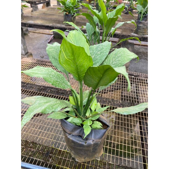 Spathiphyllum wallisii (Peace Lily)