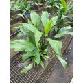 Spathiphyllum wallisii (Peace Lily)