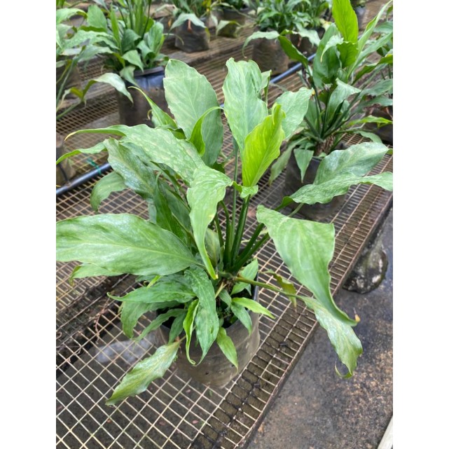 Spathiphyllum wallisii (Peace Lily)