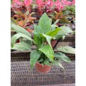Spathiphyllum wallisii (Peace Lily)