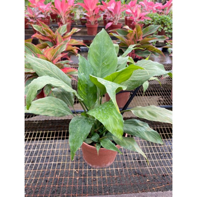 Spathiphyllum wallisii (Peace Lily)