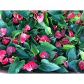 Anthurium andraeanum (Flamingo Lily)