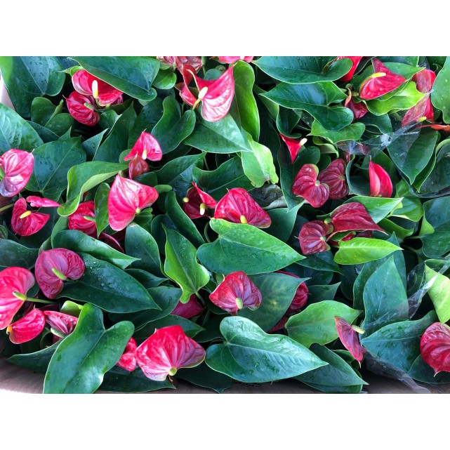 Anthurium andraeanum (Flamingo Lily)