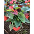 Anthurium andraeanum (Flamingo Lily)