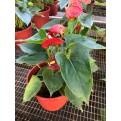 Anthurium andraeanum (Flamingo Lily)