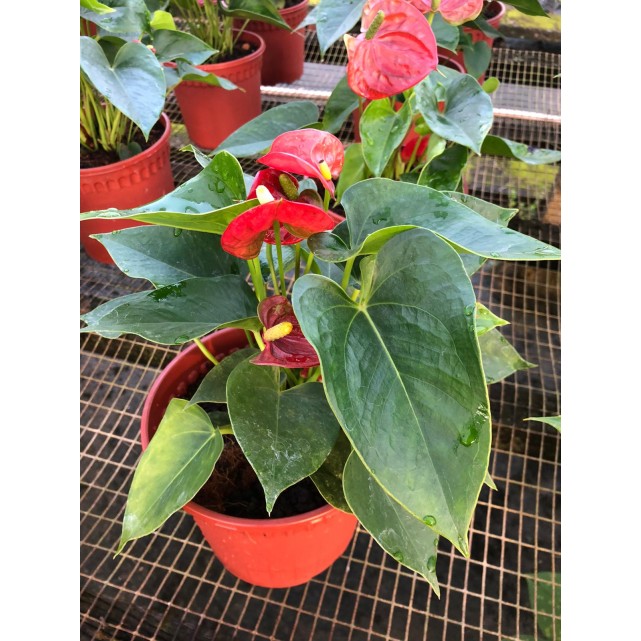 Anthurium andraeanum (Flamingo Lily)