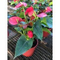 Anthurium andraeanum (Flamingo Lily)