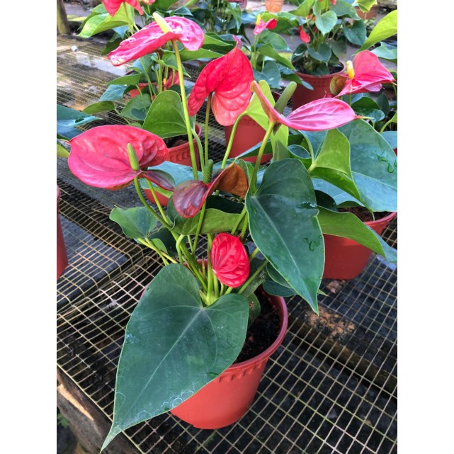 Anthurium andraeanum (Flamingo Lily)