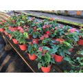 Anthurium andraeanum (Flamingo Lily)